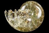 Polished, Agatized Ammonite (Phylloceras?) - Madagascar #149189-1